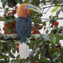 Rufous-necked Hornbill stand on a branch,Beautiful in jungle hornbill, wild scene from nature...