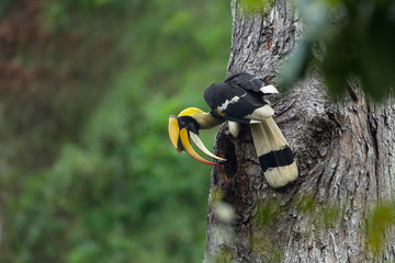 Great Hornbill male(Buceros bicornis),Bird in the nest, sitting on the branch in the green tropic forest. Beautiful jungle hornbill, wildlife scene from nature,Southern Thailand © JT Jeeraphun
