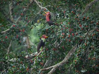 Helmeted Hornbill(Buckeroos vigil) male and female with fruit on the branch in nature at Hala-bala National Park,Lovers Hornbill ,Southern Thailand © JT Jeeraphun