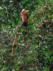 Helmeted Hornbill  male on branch in the nature,Rare bird of southern thailand © JT Jeeraphun