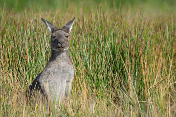 Grey Kangaroo Wetland