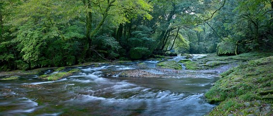 初秋の菊池渓谷の穏やかな流れのパノラマ情景＠熊本
