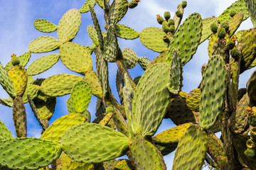 prickly pear cactus plant on blue sky background. Jardin de cactus in Lanzarote, Spain.