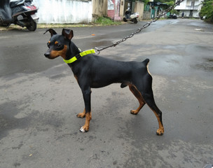 prague ratter dog