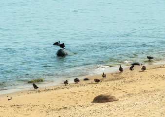 Bird meeting. A black double crested cormorant sits on a rock and drying feathers near the sea shore with ducks, Baltic sea