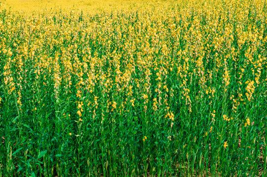 Field of Sunn hemp, Indian hemp or Crotalaria juncea