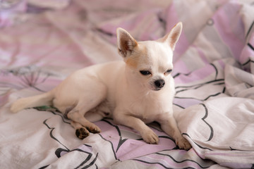 portrait of a white chihuahua