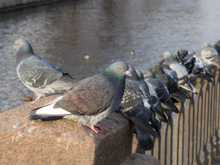 pigeons sits on the fence