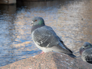 portrait of a gray dove