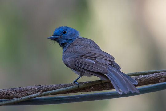 Black Naped Monarch Bird On Tree Branch.