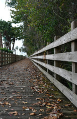 Low view of Boardwalk with leaves