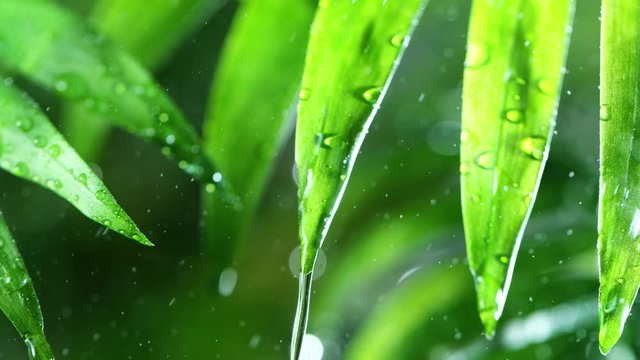 Super slow motion of dropping water with palm leaf, spa and wellness concept. Filmed on very high speed cinema camera, 1000 fps.