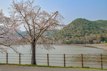 Fototapeta na wymiar 京都の広沢池