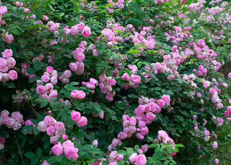 beautiful large rose bush blooming