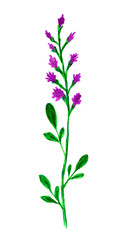 Fototapeta na wymiar Hand-drawn watercolor single wildflower, long thin stem, pink-purple petals, green leaves. Element of nature for the spring-summer season
