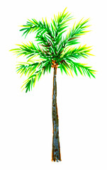 Hand-drawn watercolor single palm, lush green branches, thin straight trunk. Tropical tree, element of nature, beach vacation