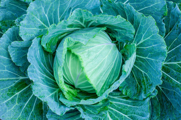 Fototapeta na wymiar closeup nature view of Cabbage in garden, dark wallpaper concept, nature background, tropical green leaf