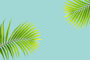 Fototapeta na wymiar Natural palm leaf on pastel blue background, nature background