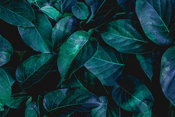 closeup nature view of green leaf in garden, dark wallpaper concept, nature background, tropical leaf