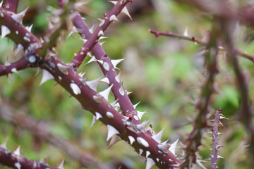 バラの鋭いとげ