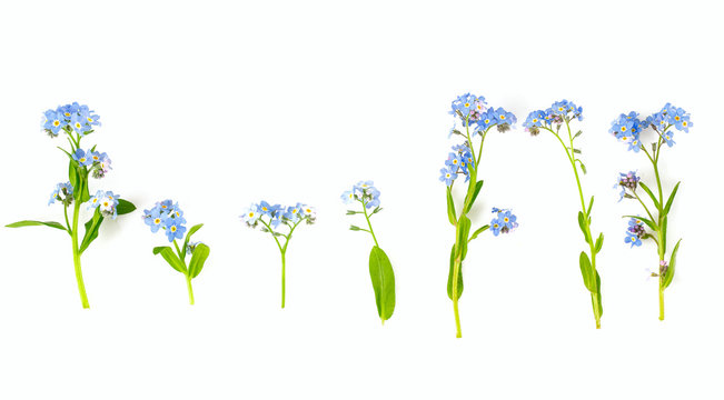 Forget me not flower colorful vector isolated Stock Vector Image