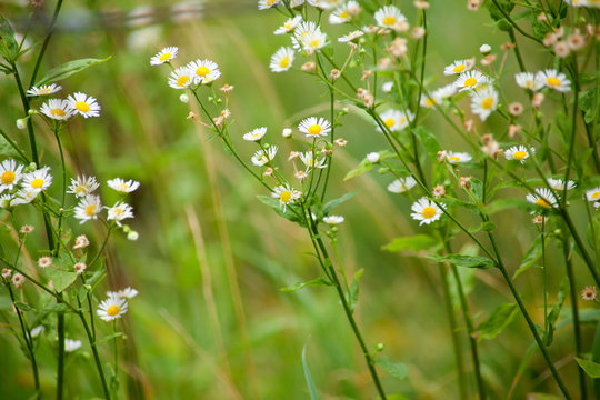 Berufkraut Erigeron Pflanze mit wei&szlig;en Bl&uuml;ten	