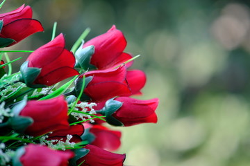 red rose in the garden