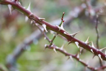 鋭いばらのとげ