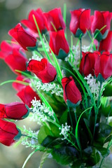 red tulips on a white background