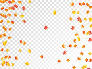 Maple leaves vector illustration, autumn foliage on transparent background.