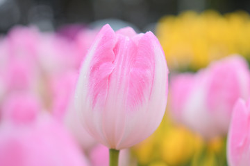 冬咲きのチューリップ