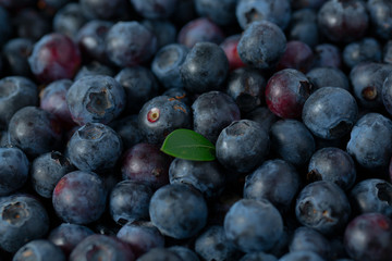 Fototapeta premium fresh blueberries in a wooden bowl