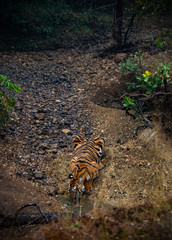 Naklejka na ściany i meble Beautiful tigress drinking water from a puddle