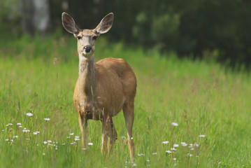 White-tailed Deer grazing on a grass covered field 