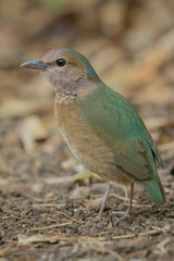 Blue-rumped pitta male close up in the nature of Nam Cat Tien National Park, Vietnam