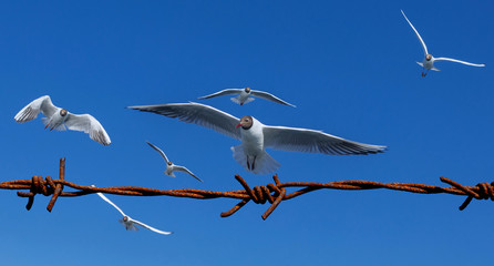 Barbed wire against blue sky