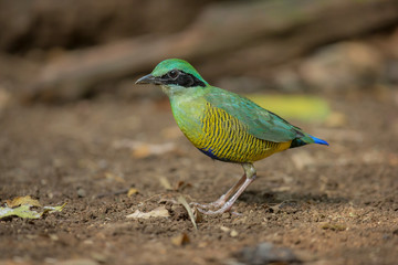 Bar-bellied Pitta male(Pitta elliotii), beautiful bird isolated on white nature background