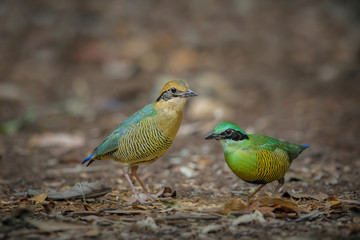 Bar-bellied Pitta male(Pitta elliotii), beautiful bird isolated on white nature background