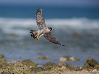 An adult Peregrine falcon flashes by as it searches for its next meal,Thailand