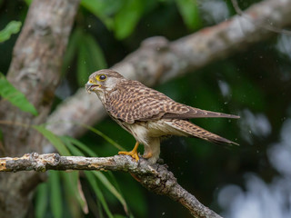 Common kestrel male(Falco tinnunculus) on tree branch in the forest,Thailand