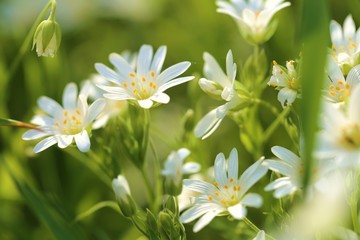 Spring flowers. Field of white flowers close-up. Floral spring light background. White  flowers close-up in the sun. Spring season.Spring nature background.