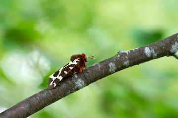 Garden tiger moth, Arctia caja resting on birch twig