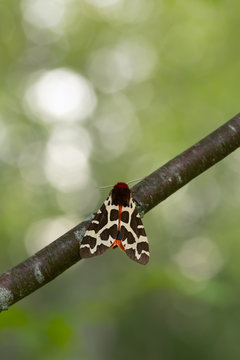 Garden tiger moth, Arctia caja resting on birch twig, reflections in the background