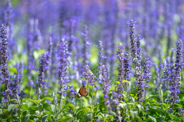 Fototapeta premium Purple flowers (salvia officinalis) blooming in the Park.