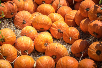 Pumpkins ready for harvesting on farm field.