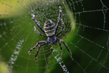 close-up photo of a Argiope spider on a blurred background