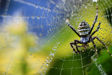 Obraz premium close-up photo of a Argiope spider on a blurred background