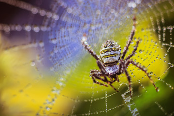 close-up photo of a Argiope spider on a blurred background