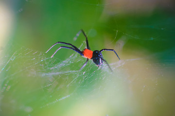 close-up photo of a black-red spider on a blurred background