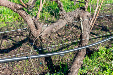 Close up. Drip irrigation system running along the vine trunk in vineyard